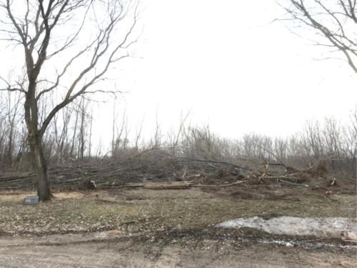 brush-tree-removal